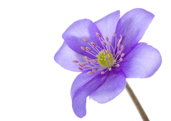 Hepatica flower - Big Stock Photo. To modify this file you will need a
