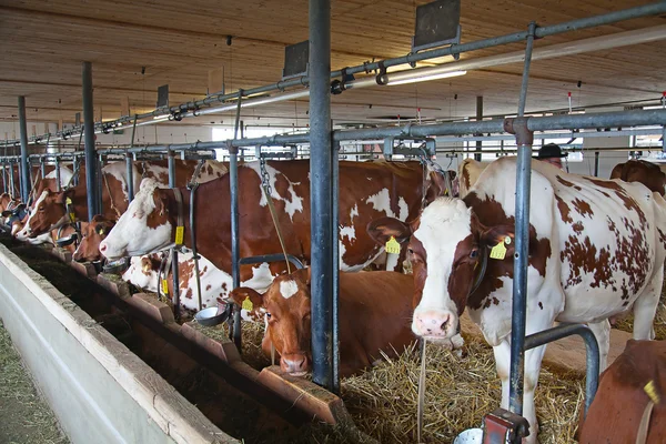 Swiss cow farm