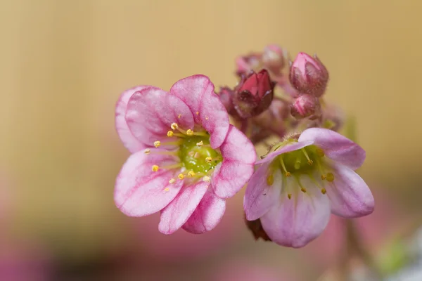 Two small pink flowers