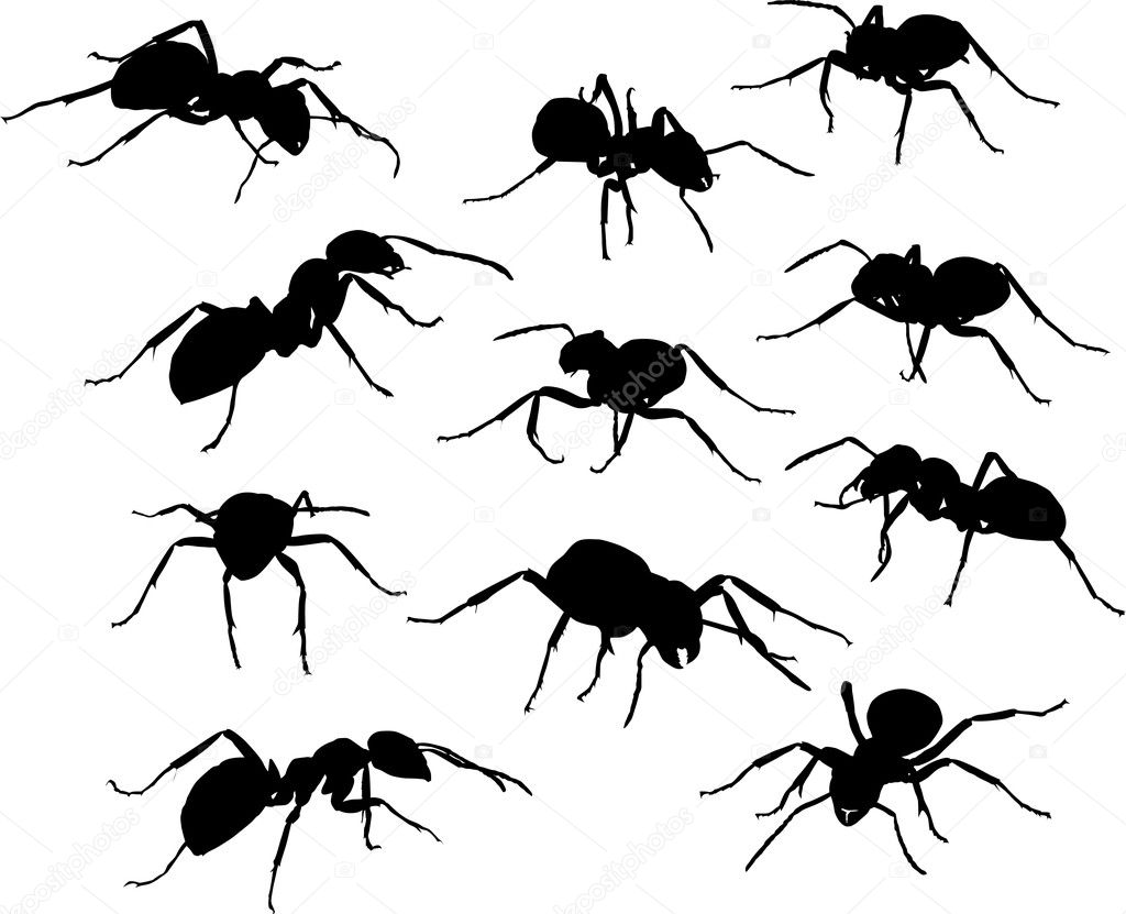 Black Ant Cartoon