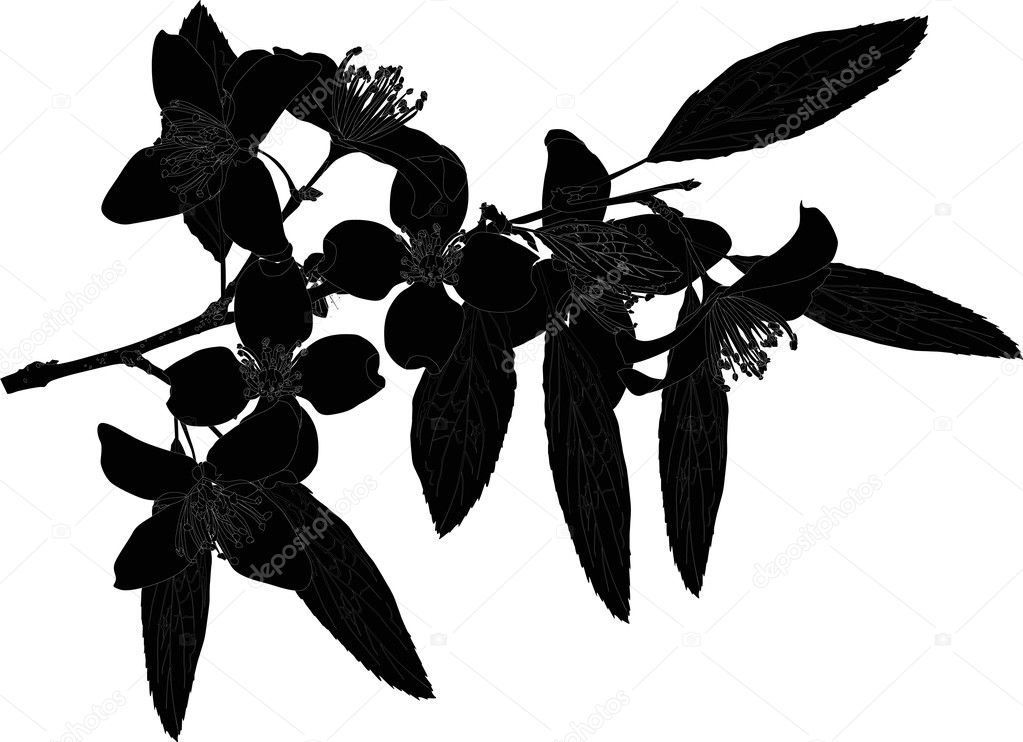 Jasmine flowers silhouette — Stock Vector © Dr.PAS 6416678