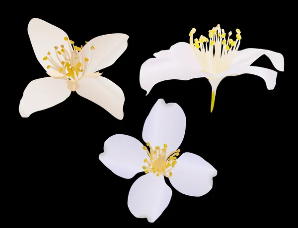 Picture Jasmine Flower on Three Jasmine Flowers Isolated On Black   Stock Vector    Alexander