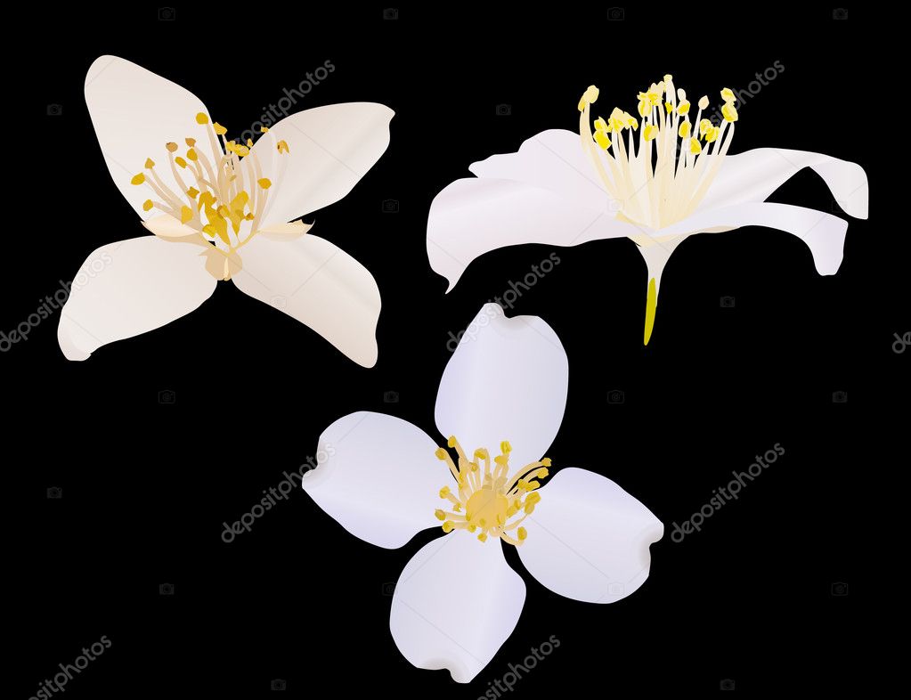 jasmine flower illustration