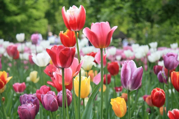 Mixed colored tulips