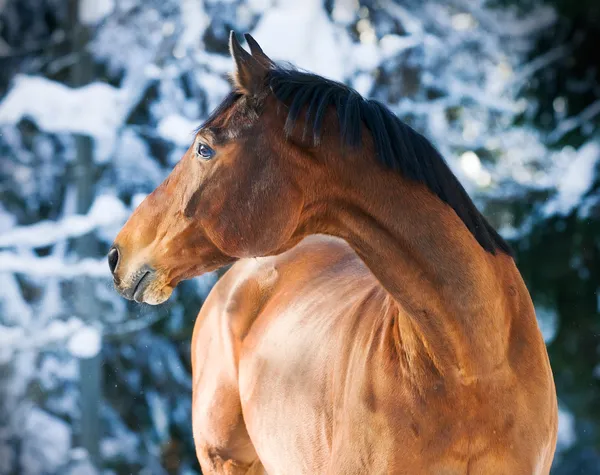 Bay Trakehner horse portrait in winter