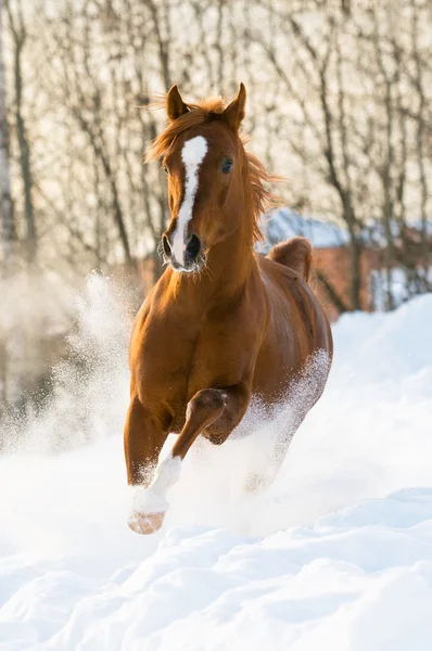 Red arabian stallion runs gallop in the snow