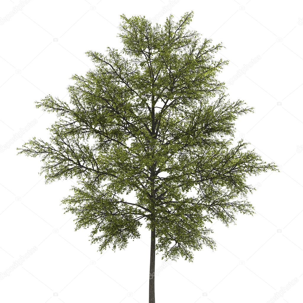 white background tree