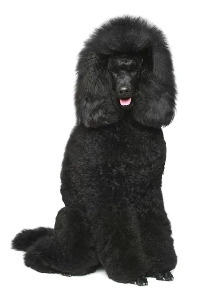 Black Royal poodle sitting