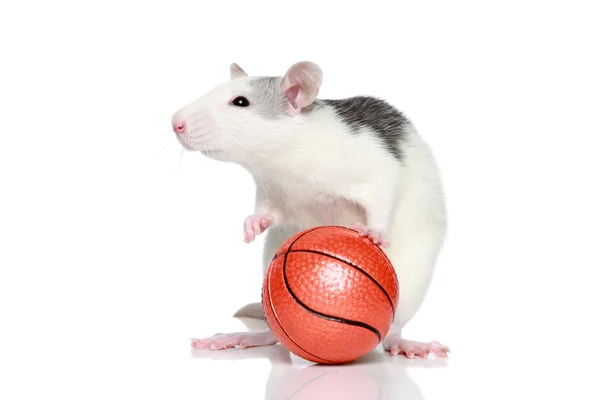 Ball Rat