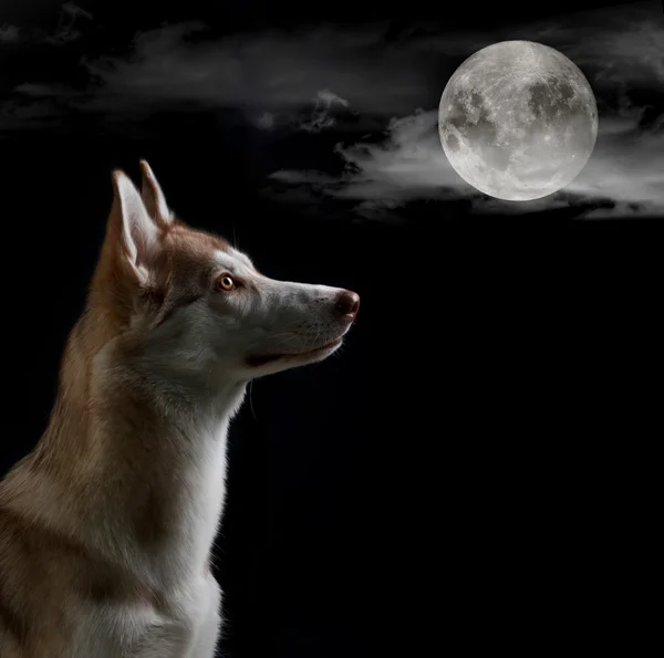 Dog is looking on the full moon