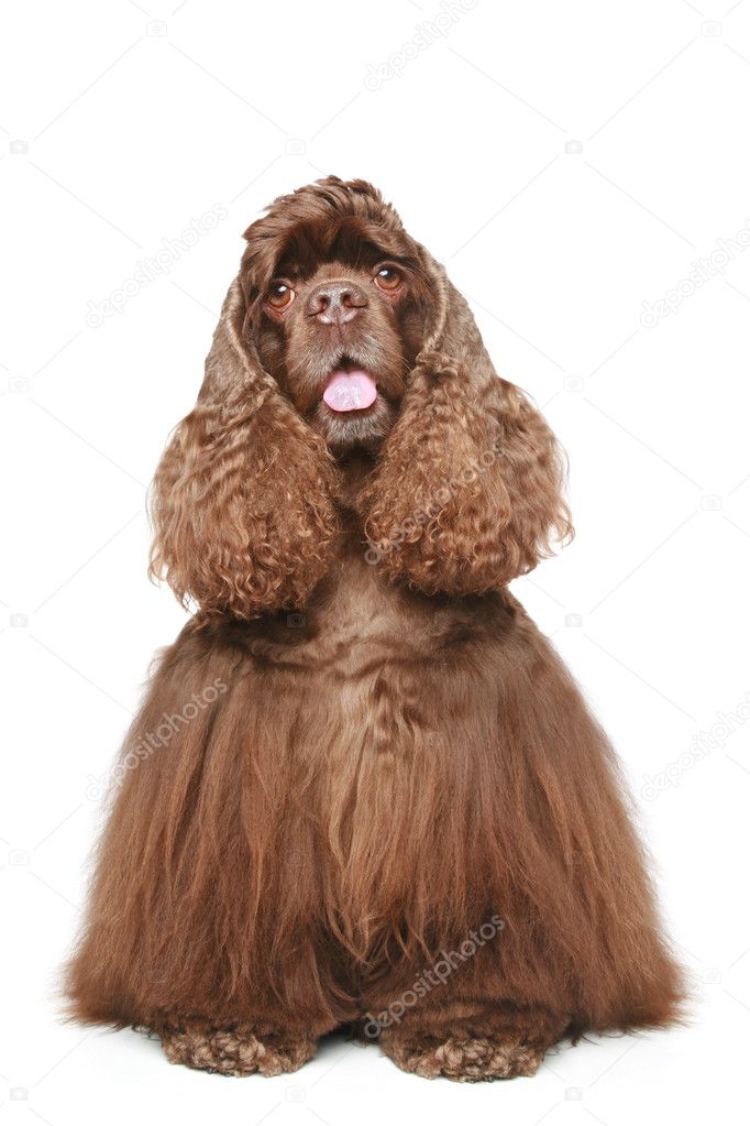 chocolate cocker spaniel stuffed animal