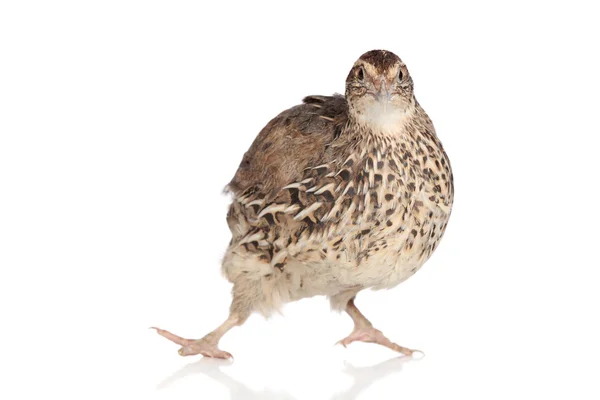 funny quail