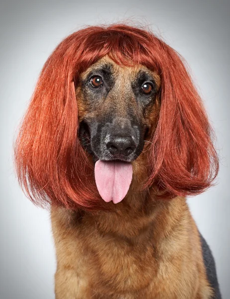 German shepherd. Funny portrait in a wig