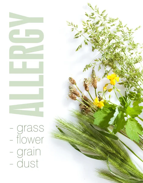 Allergic types of grass