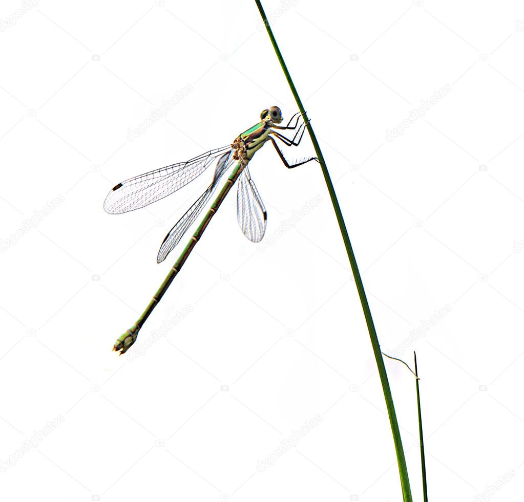 dragonfly white background