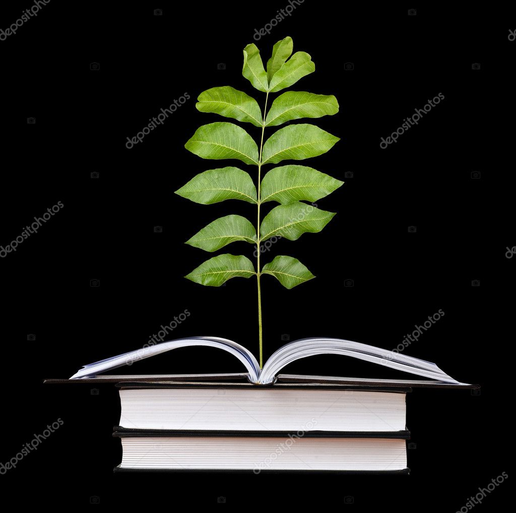 Árbol crece de libro abierto Foto de stock vaeenma 6734253