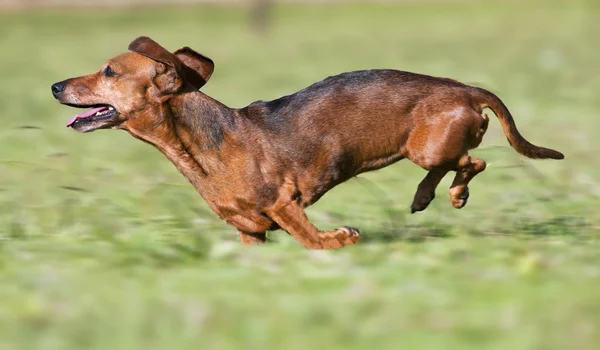 Running Dachshund