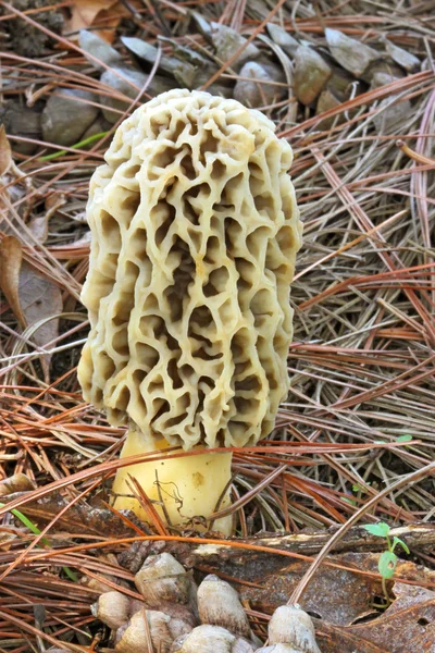Morel mushroom and pine needles close-up vertical