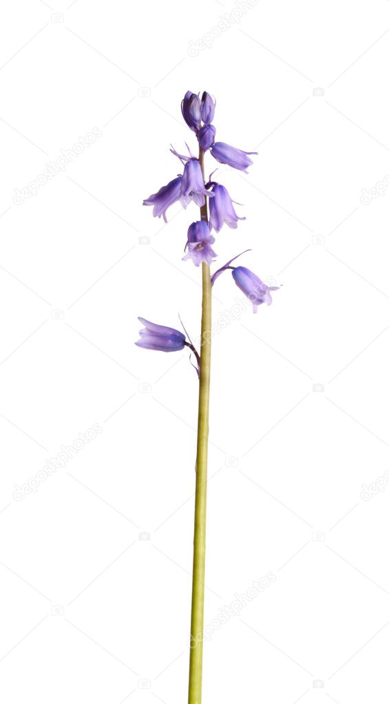 Single Bluebell