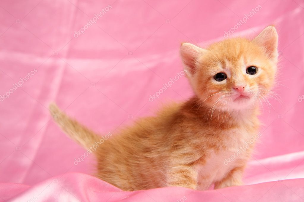 小可爱小猫,粉红色的背景上 — 图库照片#5981197