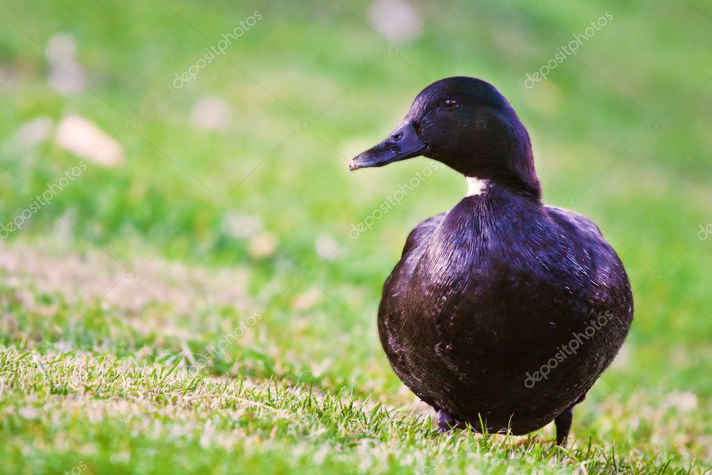 Black Mallard Duck