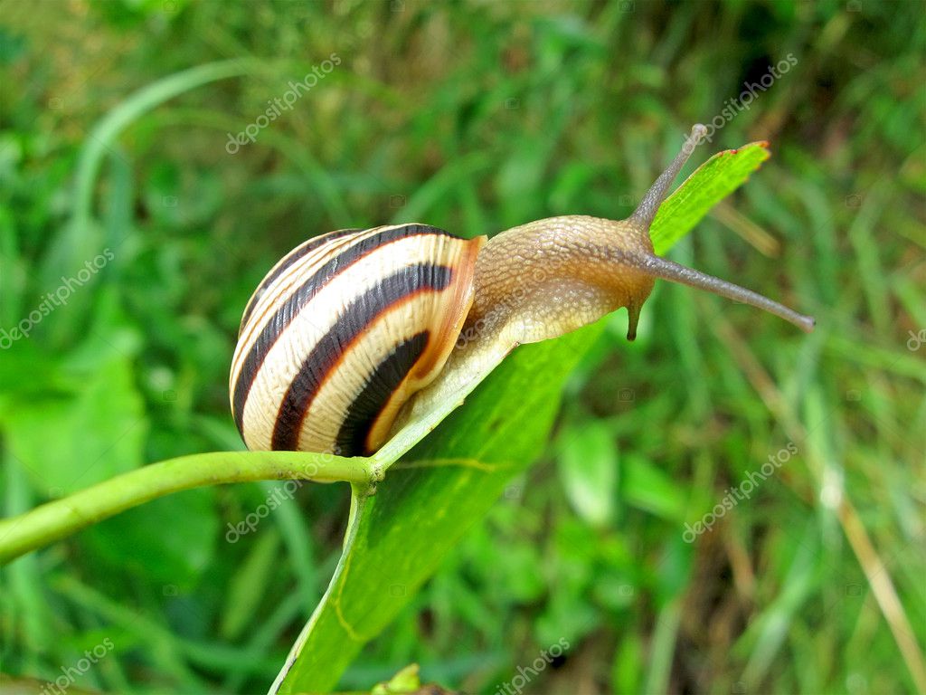 Snail (gastropoda mollusc) on green leaf, nature details. — Stock Photo