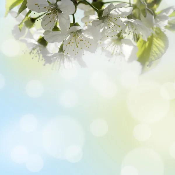 Background for design with a blossoming branch of a cherry — Stock Photo #5553498