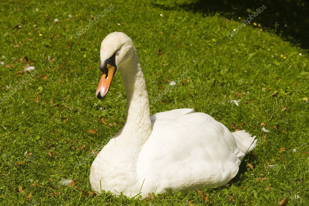 sitting swan