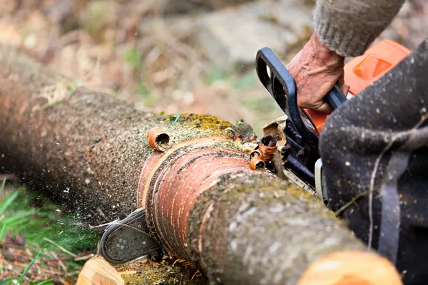 Lumberjack cutting a tree trunk with chainsaw