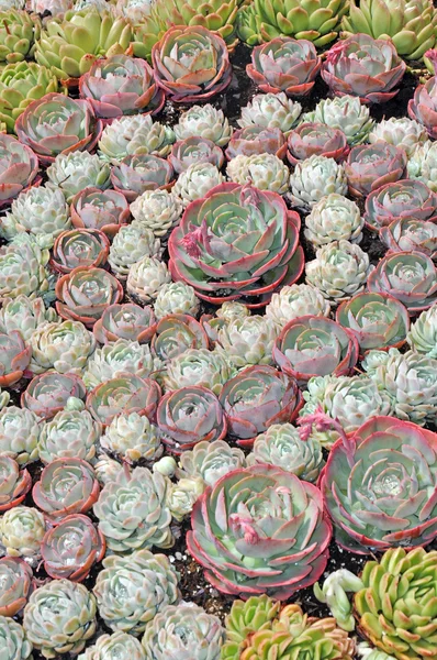 Hens and chicks plants