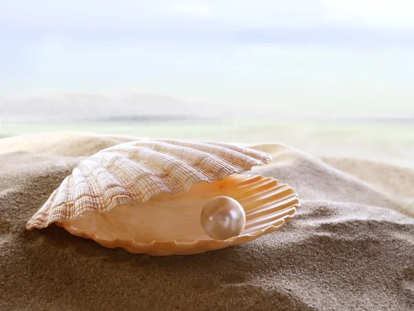 Shell with a pearl