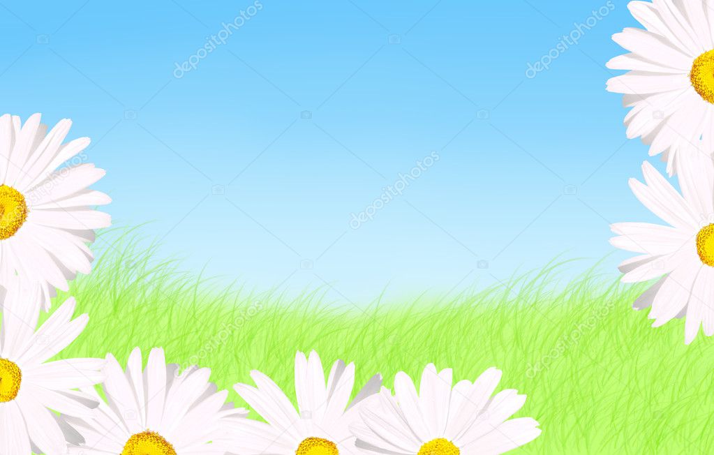 White+daisies+background