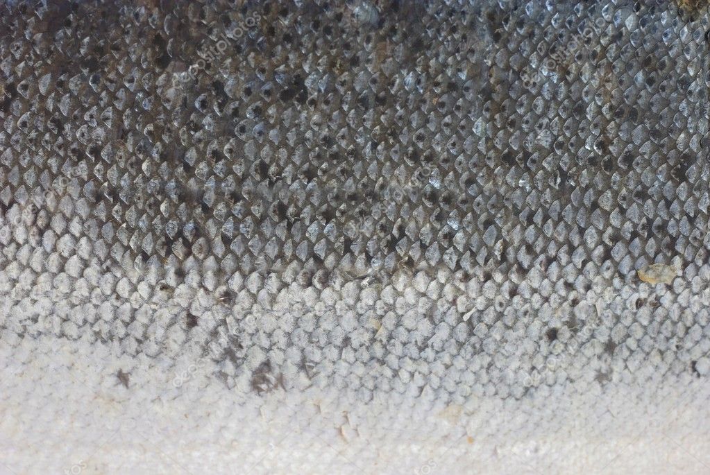 fish-skin-stock-photo-witoldkr1-5487285