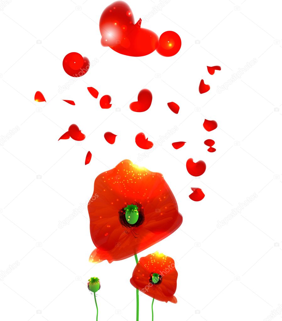 Poppies Illustration