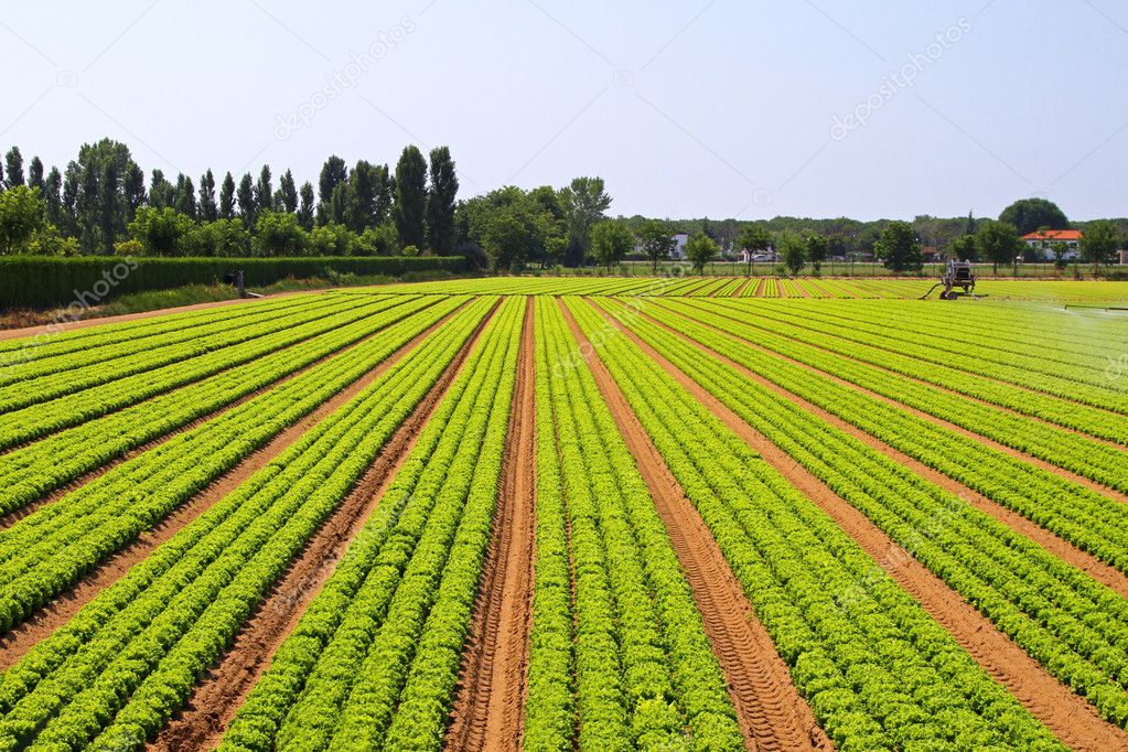 field salad