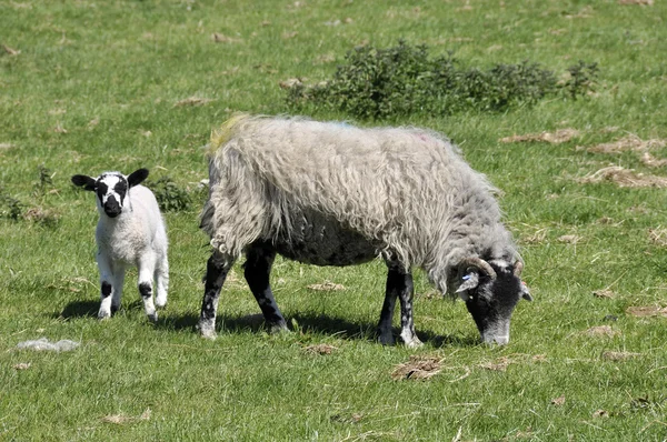 Lamb and sheep in field