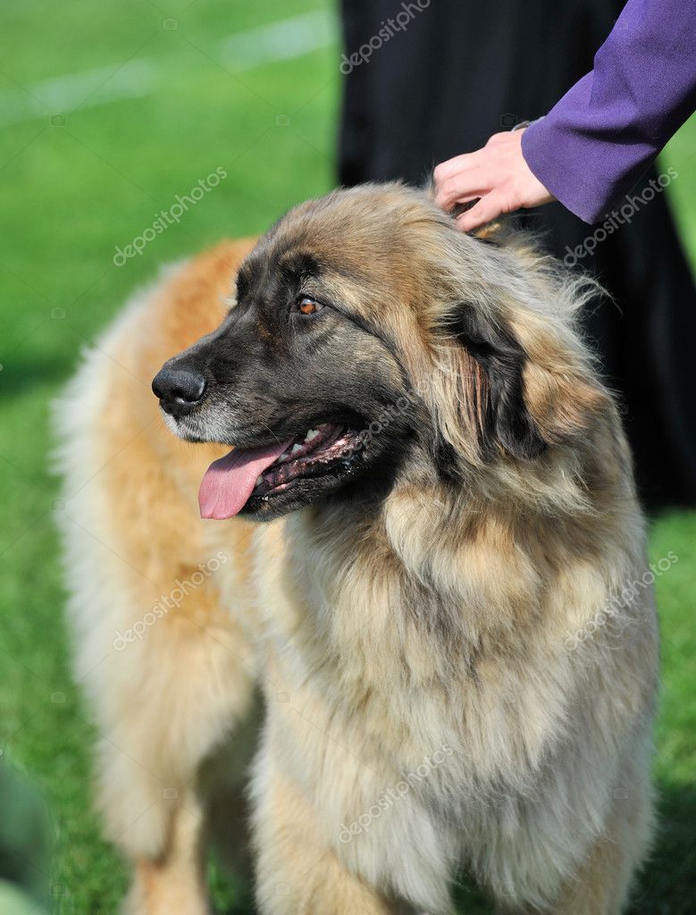 Big Leonberger Dog