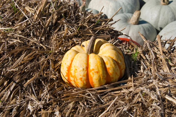 Striped yellow-green pumpkin on the hay