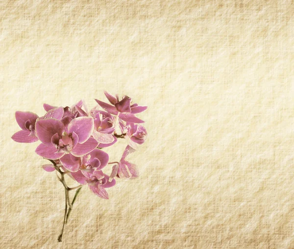 Vintage Wallpaper Backgrounds on Vintage Wallpaper Background With Orchid   Stock Photo    Wu Kailiang