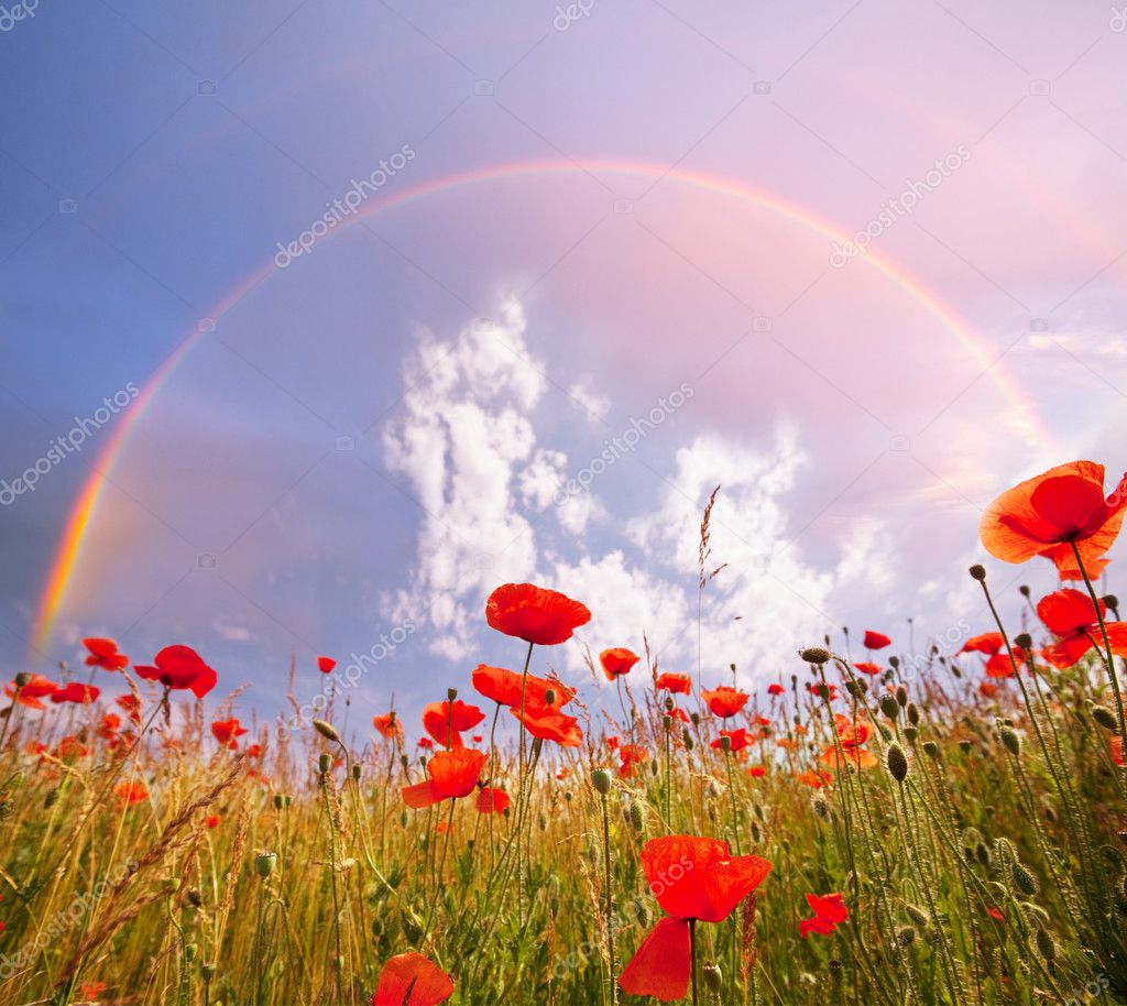 Poppy and rainbow — Stock Photo © kamchatka 5828640