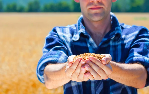 Happy Farmer on Happy Farmer Holding Ripe Wheat Corns   Stock Photo    Sergiy