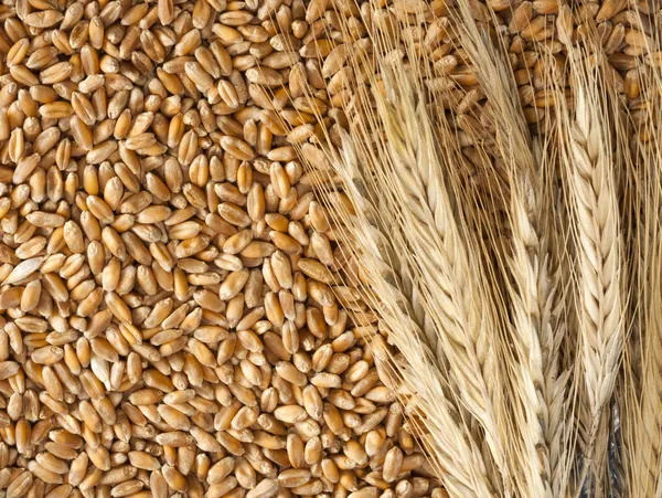 Wheat ears with seeds