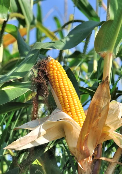 Beautiful ear of corn ripe