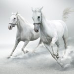 White horses - Stock Photo