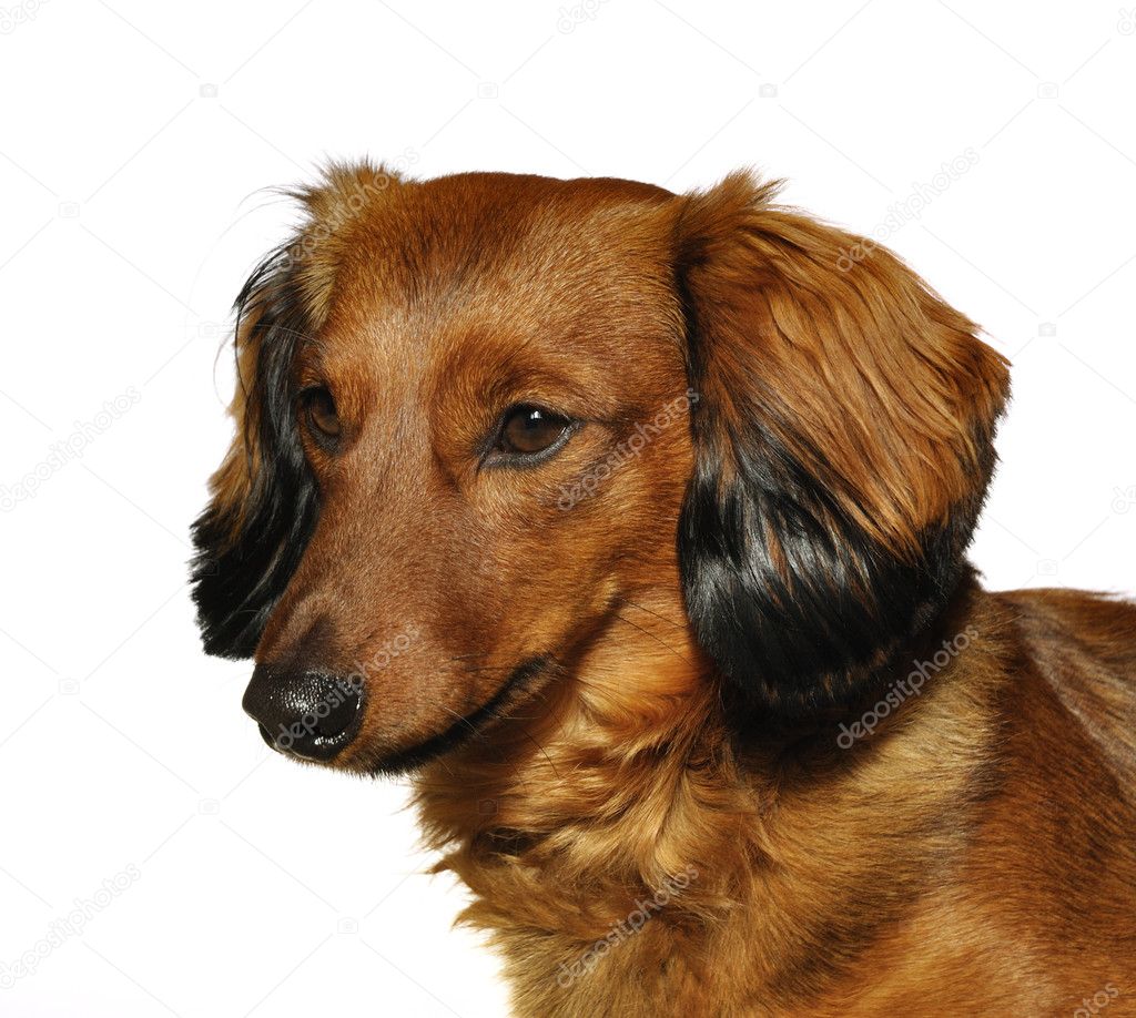 Red Long Haired Dachshund — Stock Photo © Herreid 6053119