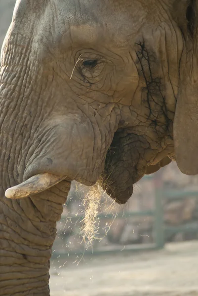 Close-up shot of an elephant\'s face