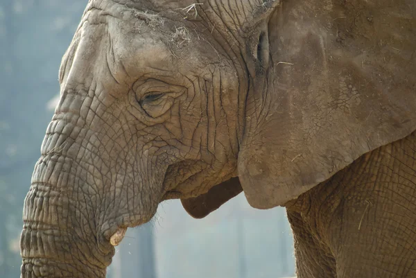 Close-up shot of an elephant\'s face