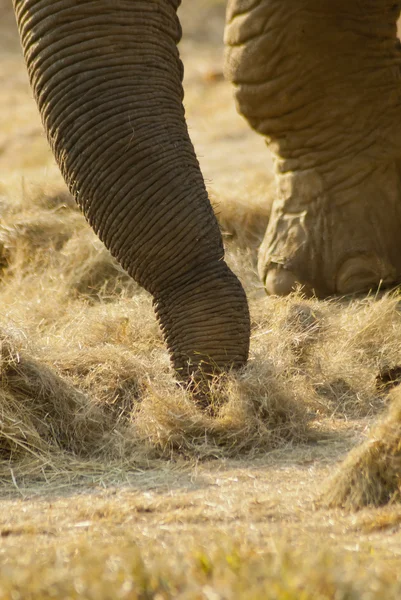 Close-up of an elephant\'s trunk