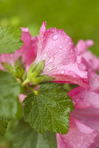 Pink flower covered in droplets