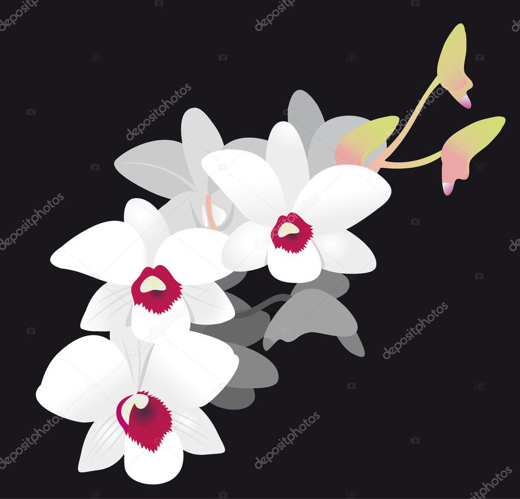 White Orchid Vector